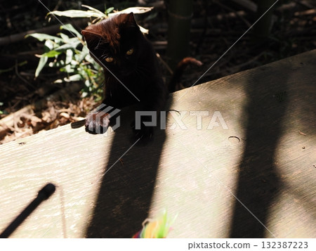 Cute kittens play innocently Cute kittens play innocently 132387223