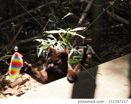 可愛的小貓天真地玩耍 可愛的小貓天真地玩耍 132387227