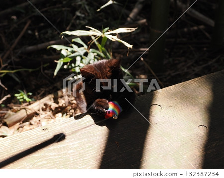 Cute kittens play innocently 132387234