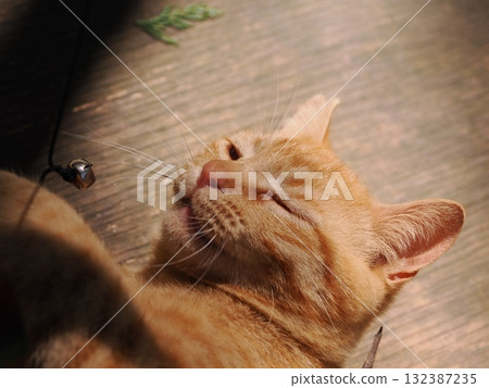 可愛的小貓天真地玩耍 可愛的小貓天真地玩耍 132387235