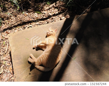 Cute kittens play innocently Cute kittens play innocently 132387244