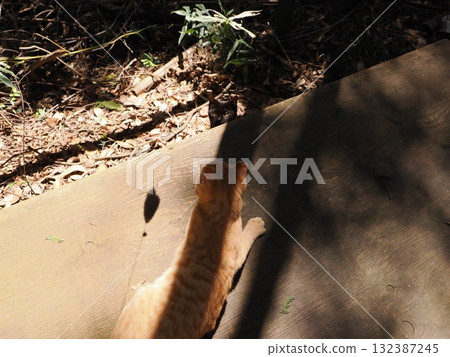 Cute kittens play innocently Cute kittens play innocently 132387245