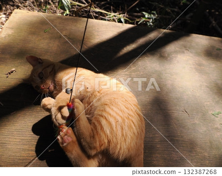 可愛的小貓天真地玩耍 可愛的小貓天真地玩耍 132387268