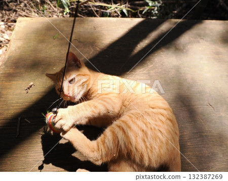 Cute kittens play innocently Cute kittens play innocently 132387269