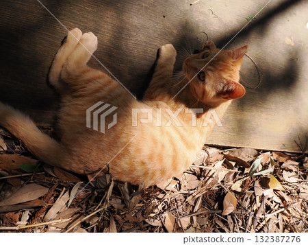 Cute kittens play innocently Cute kittens play innocently 132387276