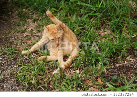 可愛的小貓天真地玩耍 可愛的小貓天真地玩耍 132387284