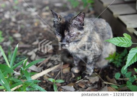 可愛的小貓天真地玩耍 可愛的小貓天真地玩耍 132387298