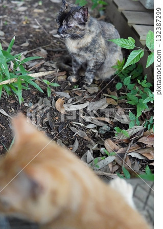 可愛的小貓天真地玩耍 132387299