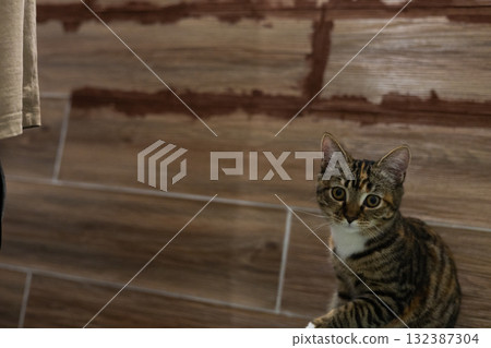 Tabby cat kitten sitting curious and attentive on a tiled wooden wall background, observing home renovation activities, bringing a sense of domesticity and comfort to a work in progress. 132387304