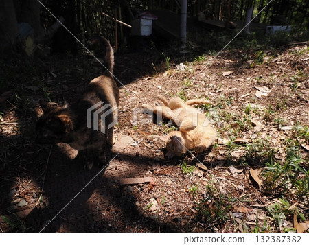 可愛的小貓玩貓玩具 132387382