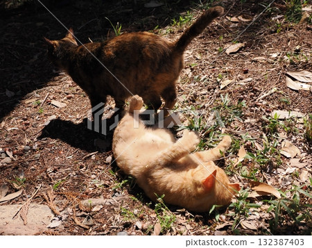 Cute kitten playing with cat toy Cute kitten playing with cat toy 132387403