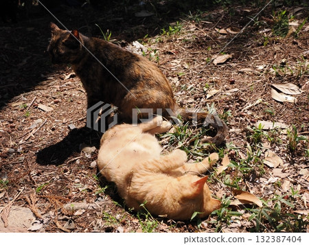 Cute kitten playing with cat toy 132387404