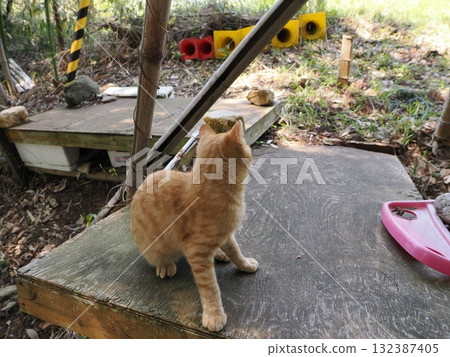 Cute kitten playing with cat toy 132387405