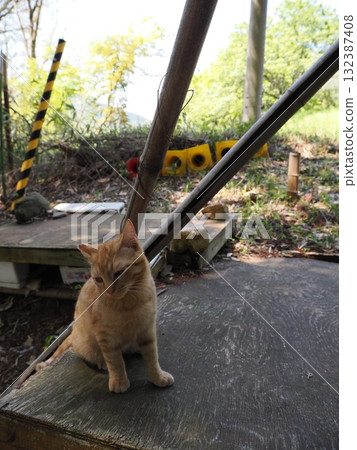 可愛的小貓玩貓玩具 132387408