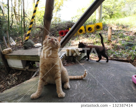 可愛的小貓玩貓玩具 132387414