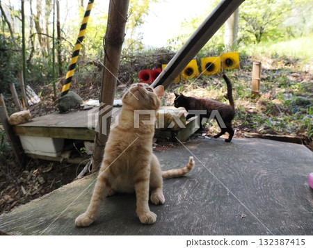 可愛的小貓玩貓玩具 132387415