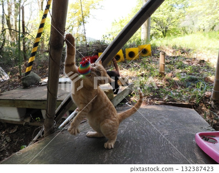 可愛的小貓玩貓玩具 132387423