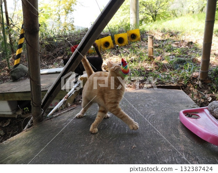 可愛的小貓玩貓玩具 132387424