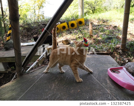 可愛的小貓玩貓玩具 132387425