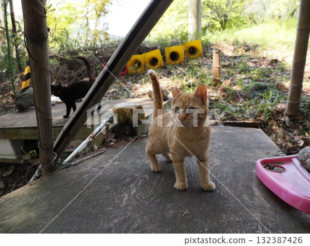 可愛的小貓玩貓玩具 132387426