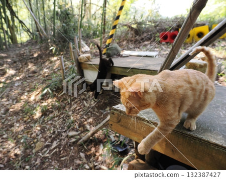 可愛的小貓玩貓玩具 132387427