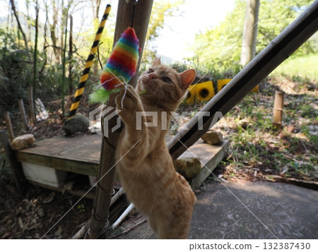 可愛的小貓玩貓玩具 132387430