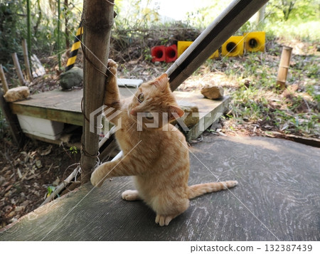 Cute kitten playing with cat toy Cute kitten playing with cat toy 132387439