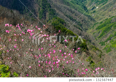 從赤潮杜鵑花盛開的良上山八丁嶺眺望翠綠的山谷 132387447