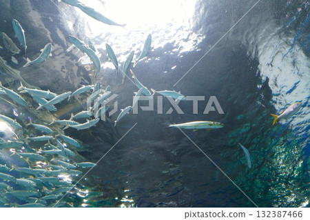 9389 水族館沙丁魚 132387466