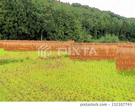 A scene of rice drying in the sun in the mountains (AFR 20251022080740) 132387743