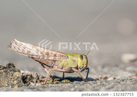Migratory locusts laying eggs in cracks in the road Migratory locusts laying eggs in cracks in the road 132387755