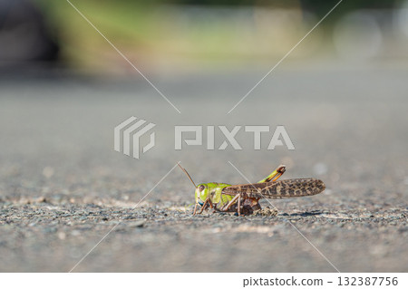 Migratory locusts laying eggs in cracks in the road Migratory locusts laying eggs in cracks in the road 132387756