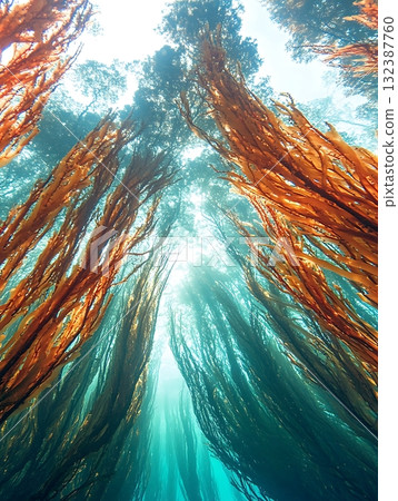Underwater Forest of Seaweed in Clear Ocean Water with Sunlight Streaming Through the Surface 132387760