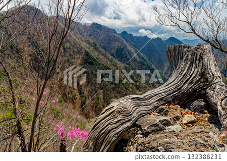 從八丁根和西嶽眺望的良神山脊線，紅杜鵑盛開 132388231