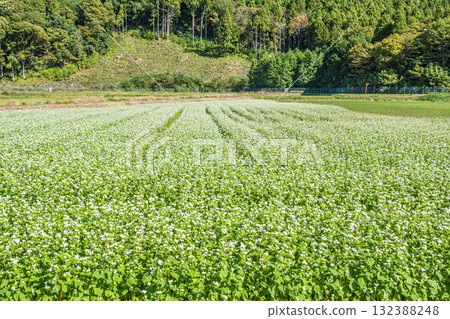 滋賀縣高島市牧野町牧野蕎麥田 滋賀縣高島市牧野町牧野蕎麥田 132388248