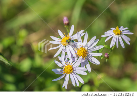 Flowers blooming in the autumn fields: cornflowers Flowers blooming in the autumn fields: cornflowers 132388288