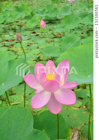 2,000-year-old ancient lotus flowers at Mukkanitsuya Benten Pond in Tokamachi City, Niigata Prefecture 2,000-year-old ancient lotus flowers at Mukkanitsuya Benten Pond in Tokamachi City, Niigata Prefecture 132388565