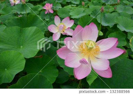 2,000-year-old ancient lotus flowers at Mukkanitsuya Benten Pond in Tokamachi City, Niigata Prefecture 2,000-year-old ancient lotus flowers at Mukkanitsuya Benten Pond in Tokamachi City, Niigata Prefecture 132388566