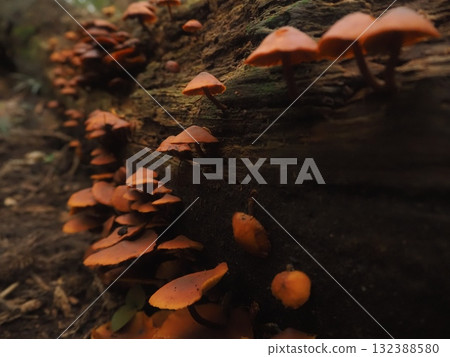 Many mushrooms growing on a fallen tree (20251022073256) 132388580