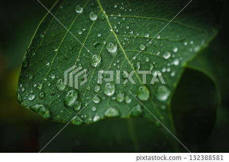 殘留雨滴的綠葉:水滴和葉脈的微距影像 殘留雨滴的綠葉:水滴和葉脈的微距影像 132388581