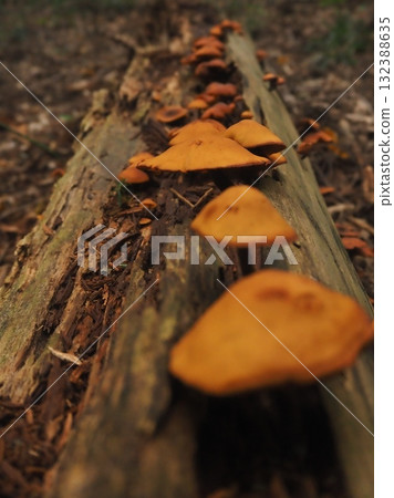 Rows of mushrooms in the forest (20251022073439) Rows of mushrooms in the forest (20251022073439) 132388635