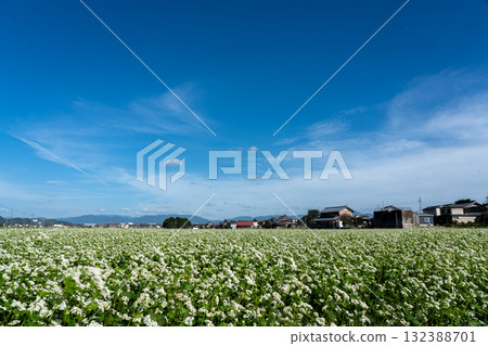 White buckwheat flowers and autumn sky copy space White buckwheat flowers and autumn sky copy space 132388701