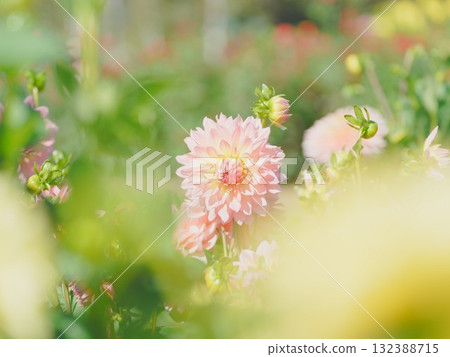 百合之原公園美麗的大麗花 百合之原公園美麗的大麗花 132388715