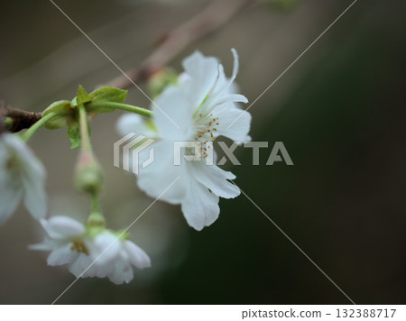 十月盛開的美麗櫻花“十月櫻花” 十月盛開的美麗櫻花“十月櫻花” 132388717