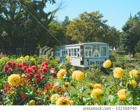 百合之原公園美麗的大麗花和百合花 132388740