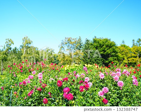 Beautiful dahlia flower fields at Yurigahara Park 132388747