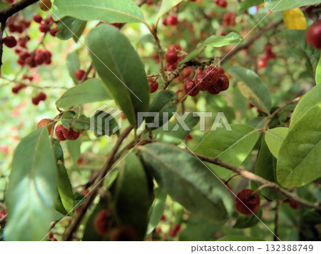 Autumn berries ripening in October 132388749