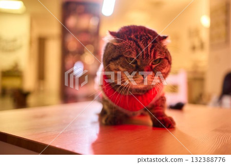 A Festive Cat Wearing a Sweater and Surrounded by Cozy, Warm, and Twinkling Lights 132388776