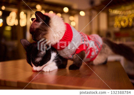 A Festive Cat Wearing a Sweater and Surrounded by Cozy, Warm, and Twinkling Lights A Festive Cat Wearing a Sweater and Surrounded by Cozy, Warm, and Twinkling Lights 132388784