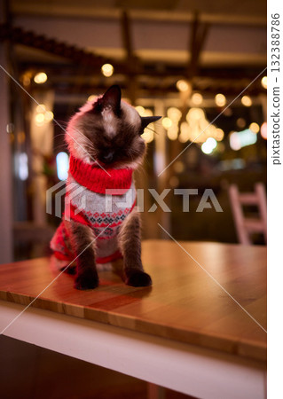 A Festive Cat Wearing a Sweater and Surrounded by Cozy, Warm, and Twinkling Lights A Festive Cat Wearing a Sweater and Surrounded by Cozy, Warm, and Twinkling Lights 132388786